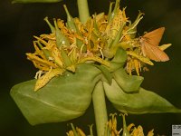 2025-07-27 M. Pelago e Lacs Bessons 049